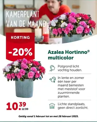 AVEVE Azalea Hortinno multicolor aanbieding