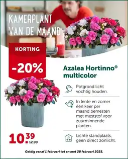 AVEVE Azalea HortinnoⓇ multicolor aanbieding