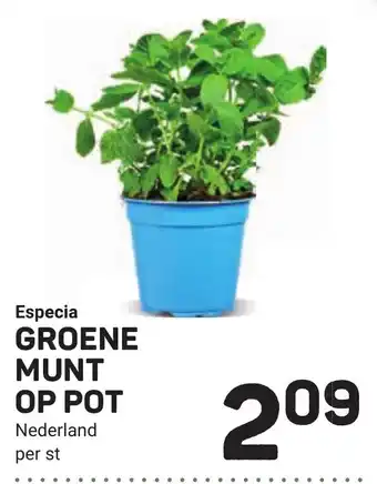 Ekoplaza Especia groene munt op pot aanbieding