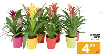 Trafic Bromelia in pot aanbieding