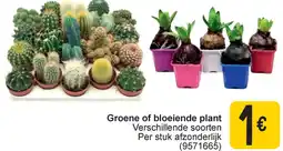 Cora Groene of bloeiende plant aanbieding