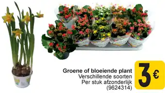 Cora Groene of bloeiende plant aanbieding