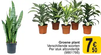 Cora Groene plant aanbieding