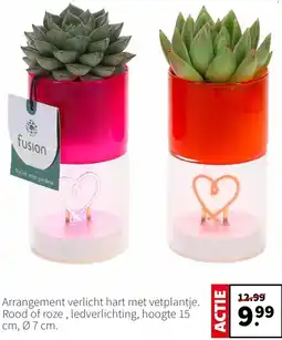 Intratuin Arrangement verlicht hart met vetplantje. aanbieding