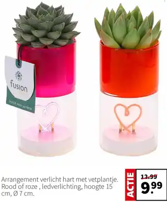 Intratuin Arrangement verlicht hart met vetplantje. aanbieding