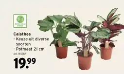 GAMMA Calathea aanbieding