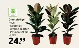 GAMMA Grootbladige ficus aanbieding