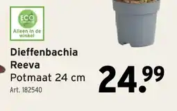 GAMMA Dieffenbachia Reeva aanbieding