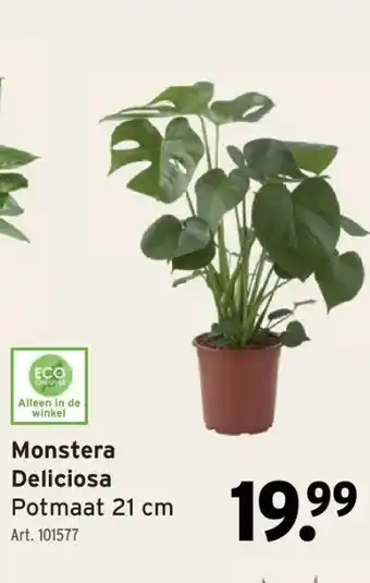 GAMMA Monstera aanbieding