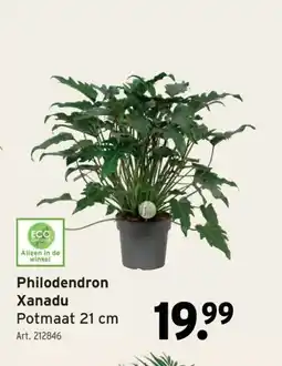 GAMMA Philodendron aanbieding