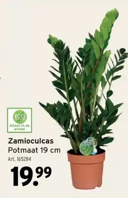 GAMMA Zamioculcas Potmaat 19 cm aanbieding