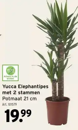 GAMMA Yucca Elephantipes met 2 stammen Potmaat 21 cm aanbieding