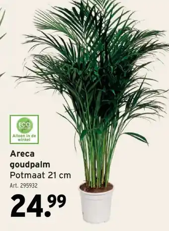 GAMMA Areca goudpalm Potmaat 21 cm aanbieding