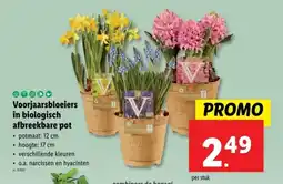 Lidl Voorjaarsbloeiers in biologisch afbreekbare pot aanbieding