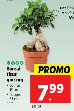 Lidl Bonsai ficus ginseng aanbieding