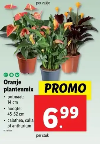 Lidl Oranje  plantenmix aanbieding