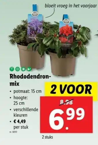 Lidl Rhododendron mix aanbieding