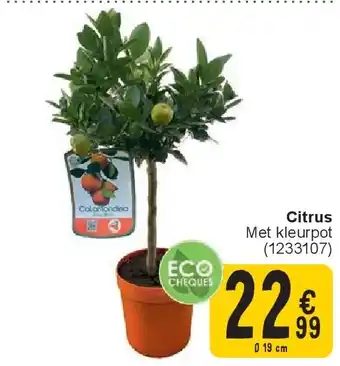 Cora Citrus aanbieding