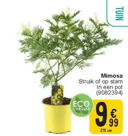 Cora Mimosa aanbieding