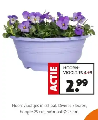 Intratuin Hoornviooltjes in schaal. aanbieding