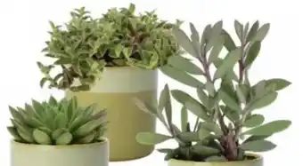 Intratuin Biologische succulent aanbieding