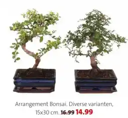 Intratuin Arrangement Bonsai aanbieding