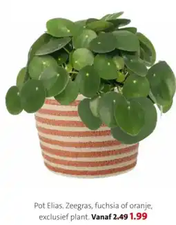 Intratuin Pot Elias. aanbieding