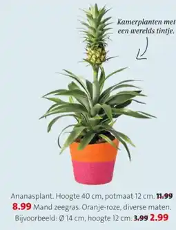 Intratuin Ananasplant aanbieding