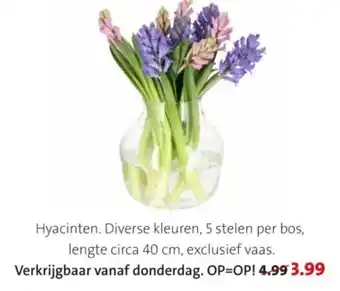 Intratuin Hyacinten aanbieding