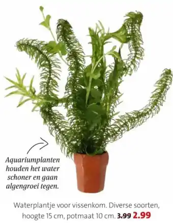 Intratuin Waterplantje voor vissenkom aanbieding