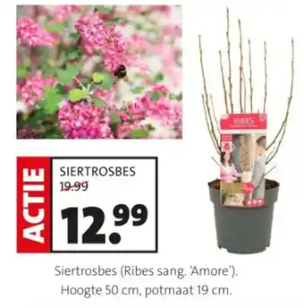 Intratuin Siertrosbes (Ribes sang. 'Amore') aanbieding