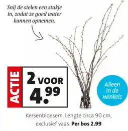 Intratuin Kersenbloesem aanbieding