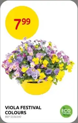 Brico Viola Festival Colours aanbieding