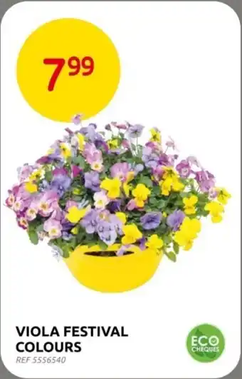 Brico Viola Festival Colours aanbieding