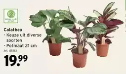 GAMMA Calathea aanbieding