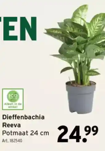 GAMMA Dieffenbachia Reeva Potmaat aanbieding