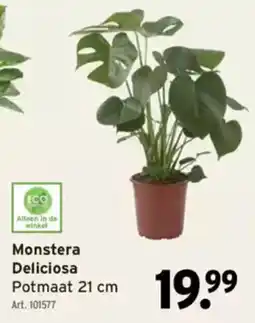 GAMMA Monstera Deliciosa Potmaat aanbieding