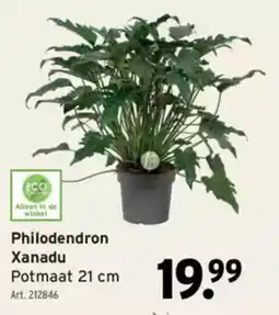 GAMMA Philodendron Xanadu Potmaat aanbieding