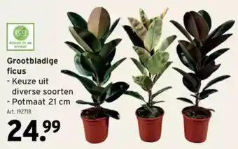 GAMMA Grootbladige ficus aanbieding