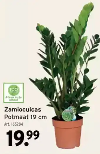 GAMMA Zamioculcas Potmaat aanbieding