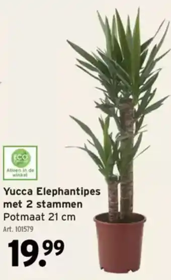 GAMMA Yucca Elephantipes met 2 stammen Potmaat aanbieding