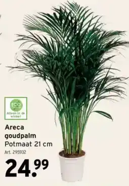 GAMMA Areca goudpalm Potmaat aanbieding