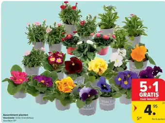 Carrefour Assortiment planten aanbieding