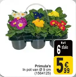 Cora Primula's aanbieding