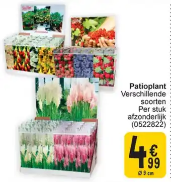 Cora Patioplant Verschillende aanbieding