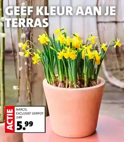 Intratuin Narcis exclusief sierpot aanbieding