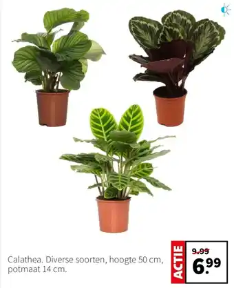 Intratuin Calathea aanbieding