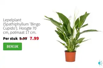 Intratuin Lepelplant spathiphyllum bingo cupido aanbieding