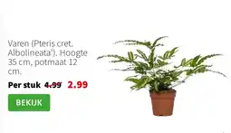 Intratuin Varen pteris cret albolineata aanbieding