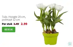 Intratuin Tulp aanbieding